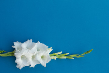Wall Mural - Beautiful singl white or yellow gladiolus flower on blue background, flat lay. Space for text