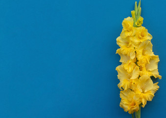 Wall Mural - Beautiful singl white or yellow gladiolus flower on blue background, flat lay. Space for text