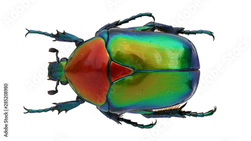 Cuadros en Lienzo Cetoniinae-Cetonischema speciosa (Adams, 1817)