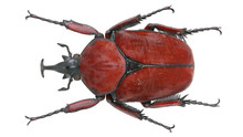 Cetoniinae-Fornasinius Russus Kolbe, 1884 血红矛角花金龟