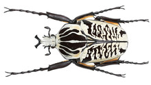 Cetoniinae-Goliathus Albosignatus Boheman, 1857