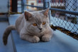 Graues Britisch Kurzhaar Kätzchen liegt neben einem Katzennetz