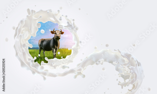 Obraz krowa  swieze-mleko-3d-fale-rozpryskow-i-krowy-w-trawiastym-polu-na-bialym-tle-na-mlecznym-tle-bialy
