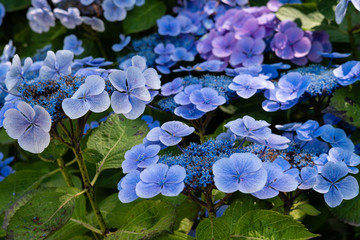 Hortensias bleus 