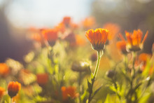 Marigold - Beautiful Orange Flowers, In The Garden, Close Up View, Bright Sunny Day, Blurred Background