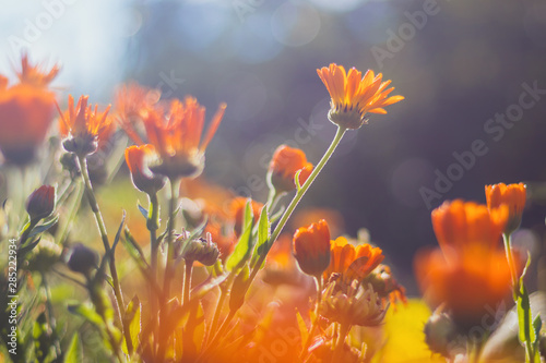 Fotomural Marigold - beautiful orange flowers, in the garden, close up view, bright sunny