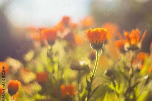 Cuadros en Lienzo Marigold - beautiful orange flowers, in the garden, close up view, bright sunny