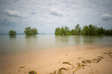 Wall Mural - Soft water surface seascape ..Long exposure shot of sea and mangrove tree at seashore with cloudy sky.