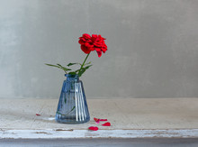 Still Life With A Red Rose. Minimalism.