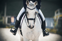 A Rider In Black Boots In The Stirrups Sits Astride A Gray Horse That Walks Calmly Through The Arena