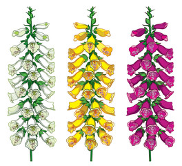 Set of outline toxic Digitalis or foxglove flower bunch with bud in purple, yellow and pastel white isolated on white background.