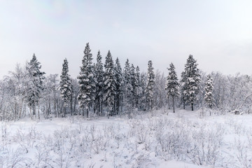 Wall Mural - snow covered pine trees at the edge of a forest in an almost black and white environment