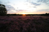 Fototapeta Miasta - Wunderschöner Sonnenuntergang in der blühenden Lüneburger Heide