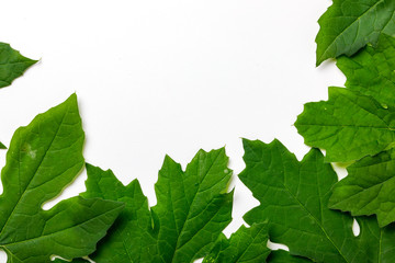 Wall Mural - green leafs frame abstract background isolated on white 