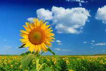 Beautiful Sunflower Against Blue Sky