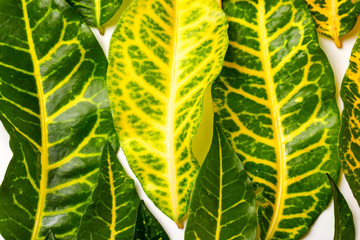 Wall Mural - Green leaves on white background with copy space 