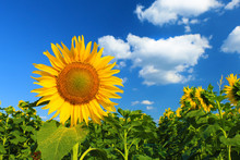 Beautiful Sunflower Against Blue Sky