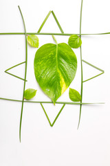 Poster - Green leaves on white background with copy space 