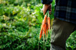 © daarnautova - Bunch of freshly picked homegrown organic carrot in men's farmer hand on a vegetable garden close-up with copy space.Rustic style.Healthy food concept.Horizontal orientation