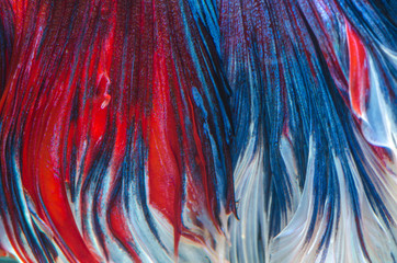 Wall Mural - Abstract of closeup of brightly wrinkled of Betta fish, siamese fighting fish tail for background.