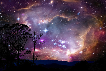 Wall Mural - blur fog nebula back on night cloud sunset sky silhouette tree