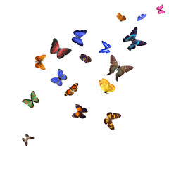 Poster - Many different butterflies, isolated on white background