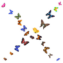 Wall Mural - Many different butterflies, isolated on white background