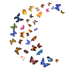 Poster - Many different butterflies, isolated on white background