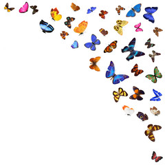 Poster - Many different butterflies, isolated on white background