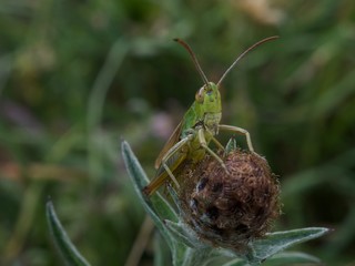 grasshopper on leaf