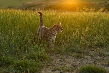 Cute tabby cat walking in green field at sunset