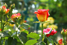 Beautiful Blooming Roses With Water Drops In Garden On Sunny Day. Space For Text
