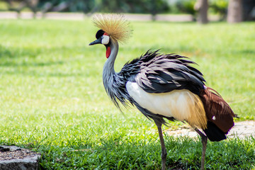 crowned crane with its yellow fluffy tuft. in the park in nature. zoo animals concept.