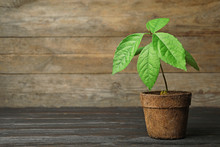 Young Avocado Sprout With Leaves In Peat Pot On Table Against Wooden Background. Space For Text