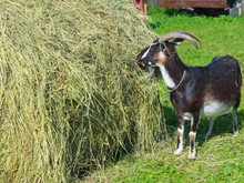 Big Motley Goat Eats Hay From A Fresh Haystack