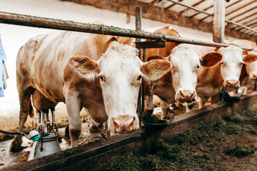 Wall Mural - Long row of cows sticking their heads out bars of stable to feed