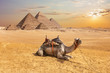 Cute camel in front of the Egyptian Pyramids, Giza desert