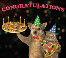 The Dog And The Cat In The Birthday Hats Are Eating Holiday Pizza With Six Candles In The Party. Congratulations. Black Background.