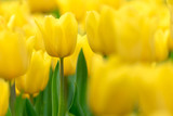 Fototapeta  - Close up bright colorful yellow Tulip blooms in spring morning. Spring background with beautiful yellow tulips.