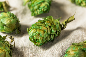 Raw Green Organic Fresh Beer Hops