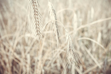 rye in the field in summer