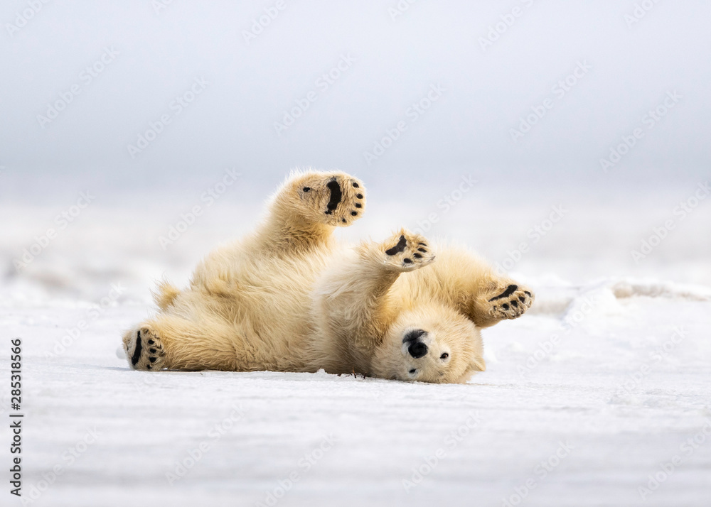 Polar Bear cleaning his coat in Kaktovik Alaska - obrazy, fototapety, plakaty 