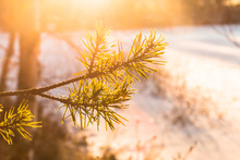Winter Landscape In Sweden During The Evening Light  Sunny Day  Pine Trees.