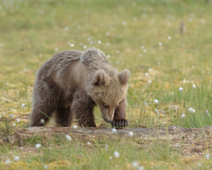 Wall Mural - young brown bear (ursus arctos) is looking for something from the fallen tree trunk