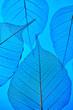 © Yaroslav Danylchenko/Stocksy - Delicate clear leaves with a natural pattern of veins on a blue background. Close-up view.