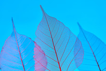 Close-up Of A Tender Transparent Leaves With A Natural Pattern Of Veins On A Blue Background With Copy Space.