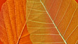 © Yaroslav Danylchenko/Stocksy - Macro photo of orange leaves with veined pattern. Natural background for layout. Top view