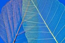 Metallic Leaf Abstract Free Stock Photo - Public Domain Pictures