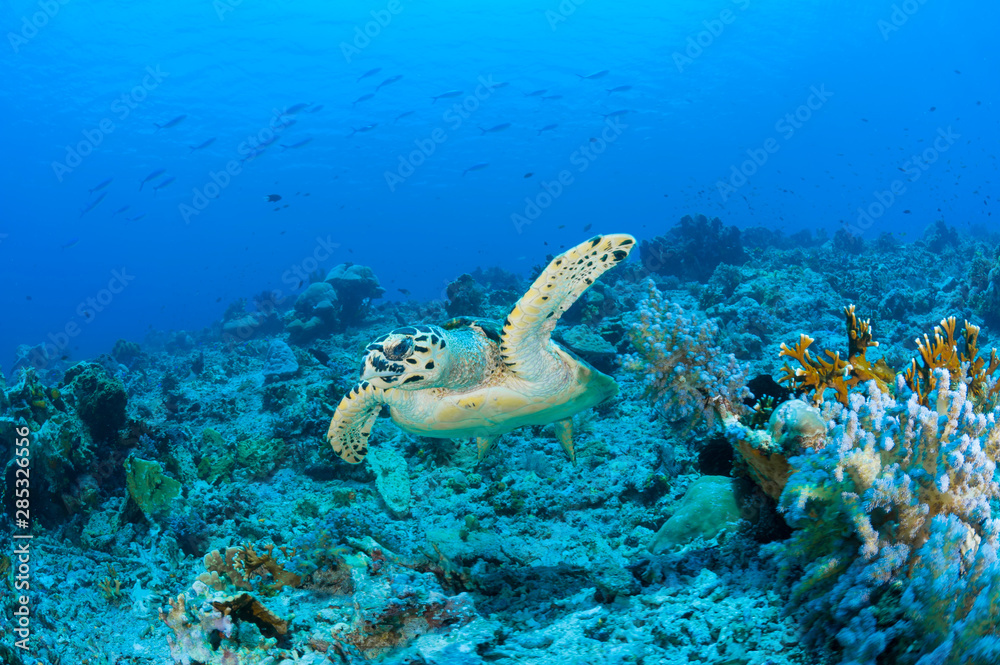 Hawksbill Turtle
