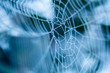 © Carolyn Lagattuta/Stocksy - Macro of a spider web with a blue background